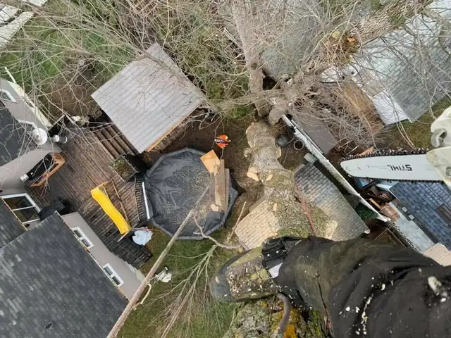 Service de coupe/abattage d'arbres & émondage (514-715-2726) - Photo 4