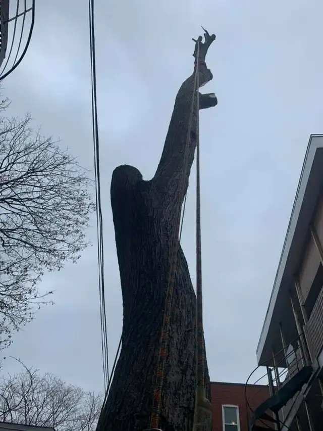 Service de coupe/abattage d'arbres & émondage (514-715-2726) - Photo 7