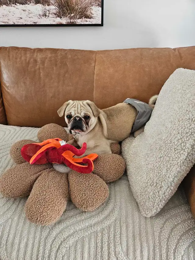 chien carlin exotique pour accouplement - Photo 2