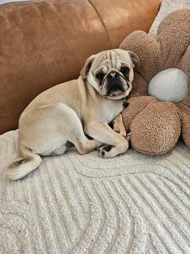 chien carlin exotique pour accouplement - Photo 3