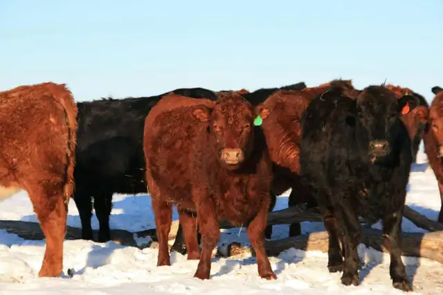 Bred Heifers for sale