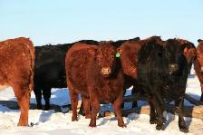 Bred Heifers for sale