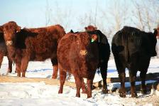 Bred Heifers for sale - Photo 2
