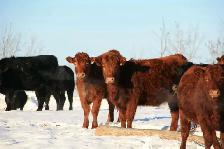 Bred Heifers for sale - Photo 3