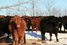 Bred Heifers for sale - Photo 5