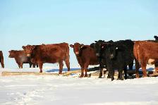 Bred Heifers for sale - Photo 6