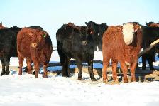 Bred Heifers for sale - Photo 7