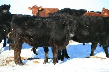 Bred Heifers for sale - Photo 8