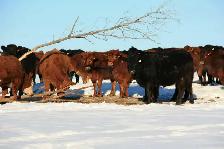 Bred Heifers for sale - Photo 9