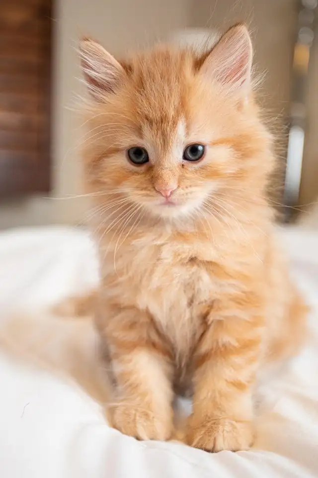 Hypoallergenic Siberian Kittens