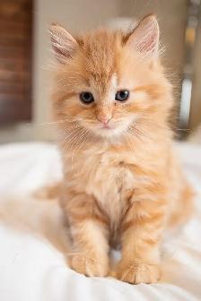 Hypoallergenic Siberian Kittens