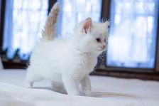 Hypoallergenic Siberian Kittens - Photo 2