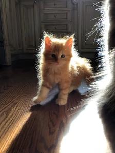 Hypoallergenic Siberian Kittens - Photo 5