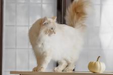 Hypoallergenic Siberian Kittens - Photo 6