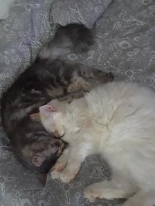 Hypoallergenic Siberian Kittens - Photo 7