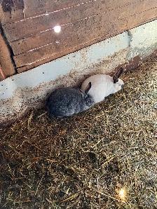 Lapines à chair - Photo 2