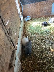 Lapines à chair - Photo 5