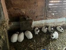 Lapines à chair - Photo 7