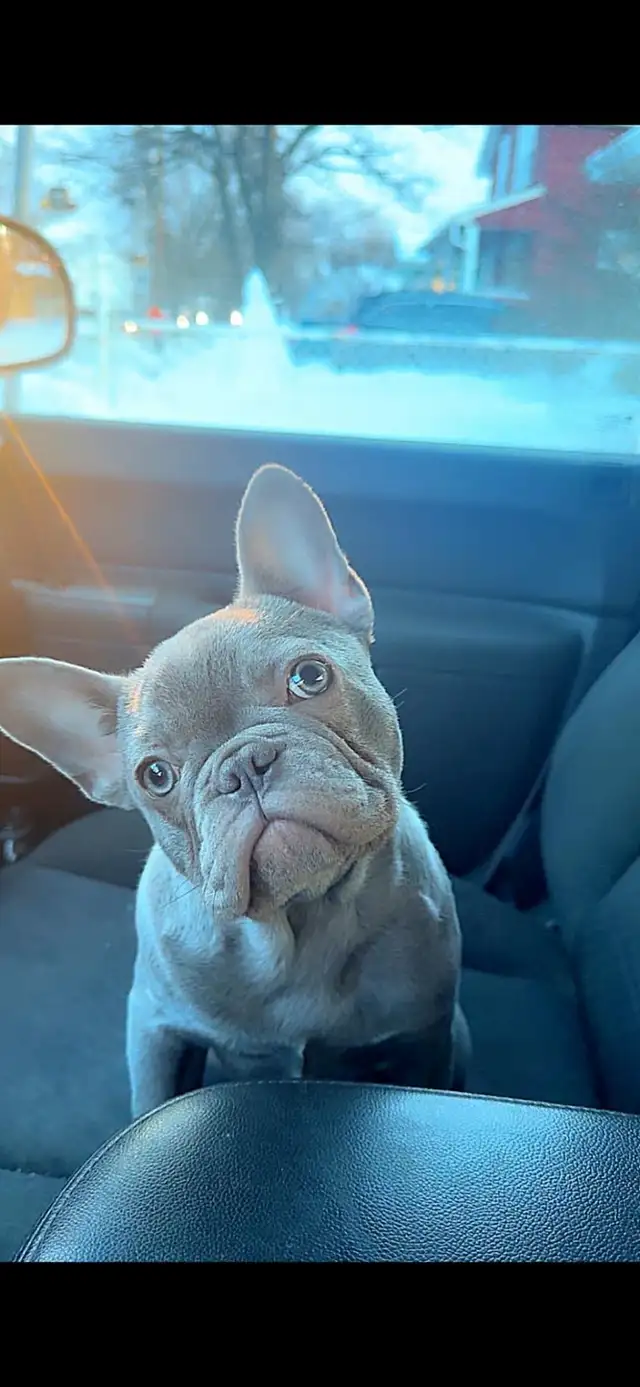 French Bulldog Puppy