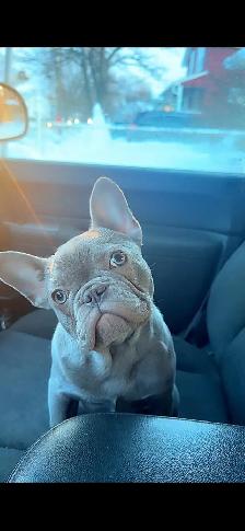 French Bulldog Puppy