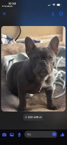 French Bulldog Puppy - Photo 3