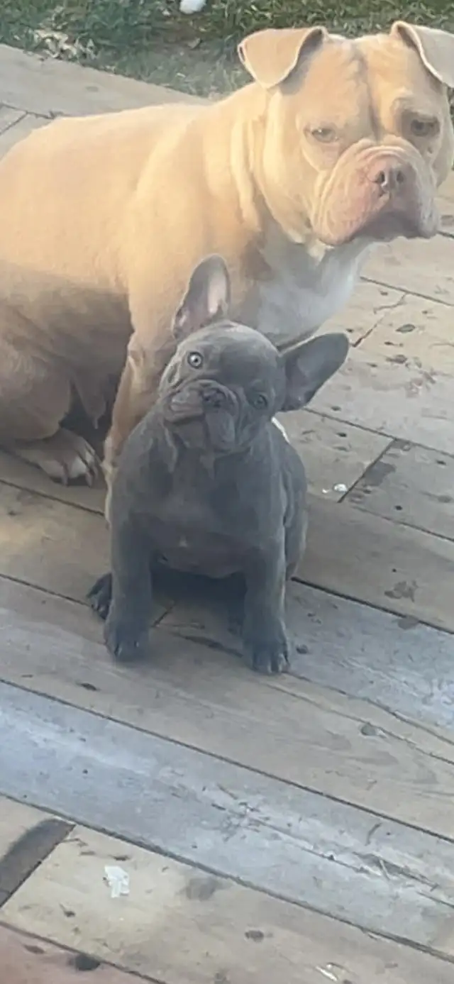 French Bulldog Puppy - Photo 4