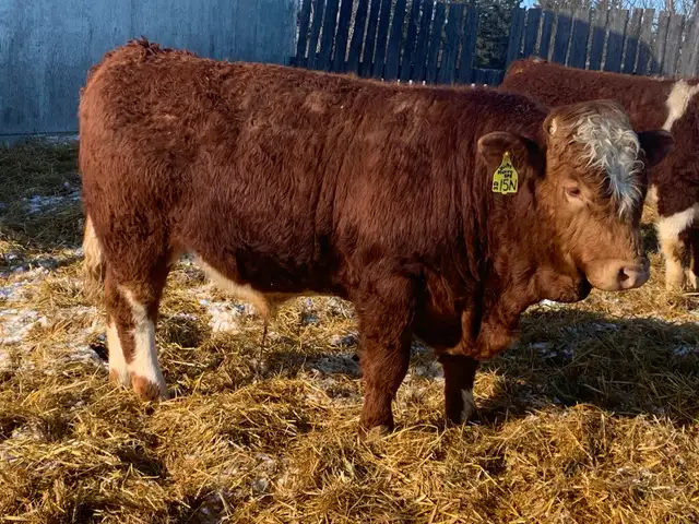 Simmental bulls
