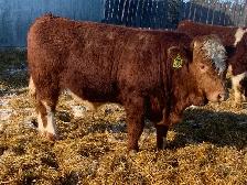 Simmental bulls