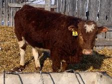 Simmental bulls - Photo 2