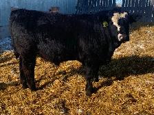 Simmental bulls - Photo 3