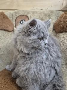 Purebred British Longhair Kitten-Male