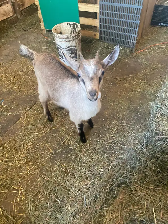 belle chevrette alpine