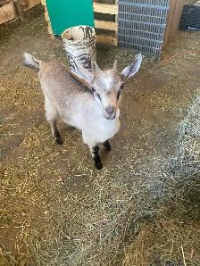 belle chevrette alpine