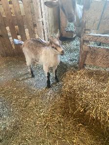 belle chevrette alpine - Photo 2