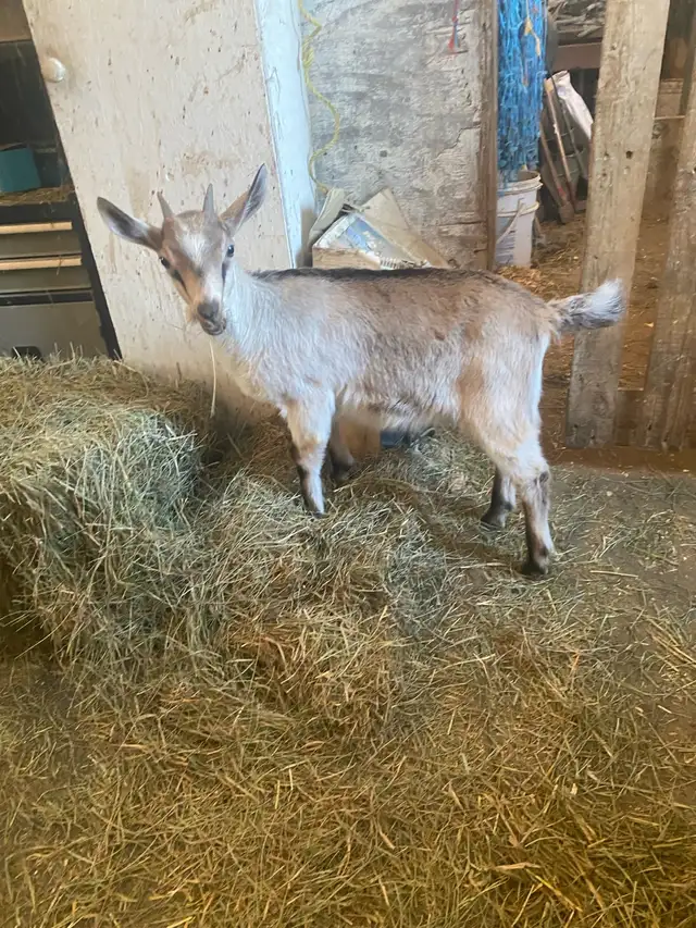 belle chevrette alpine - Photo 3