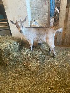 belle chevrette alpine - Photo 3