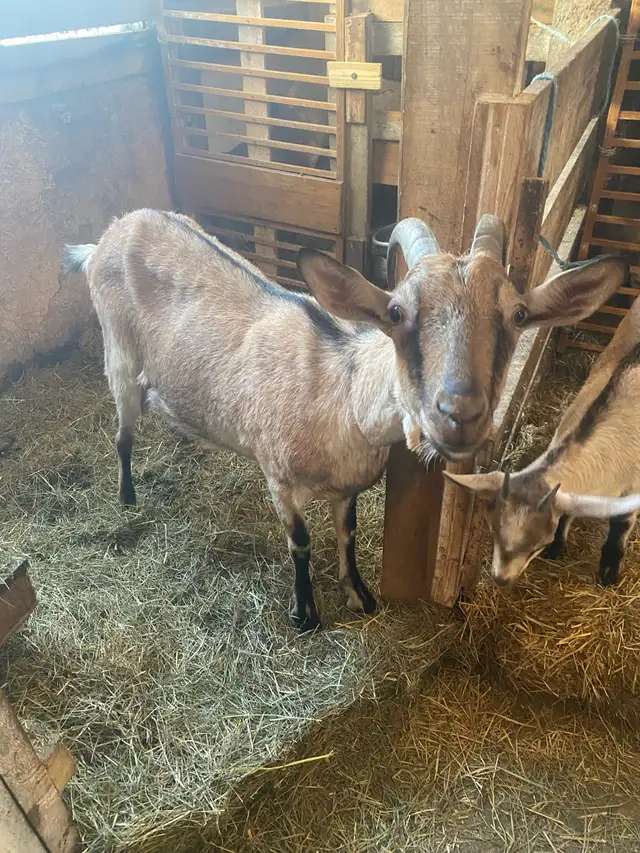 belle chevrette alpine - Photo 4