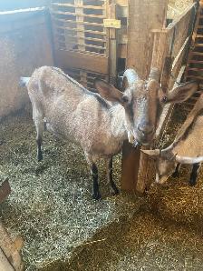 belle chevrette alpine - Photo 4