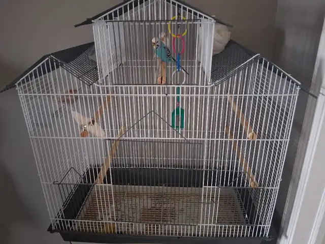 Budgies pair