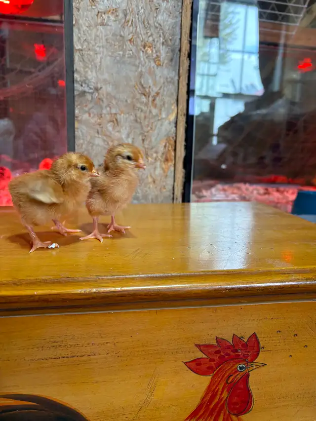 Poussins, plusieurs de dispo