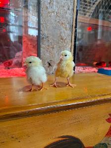 Poussins, plusieurs de dispo - Photo 2