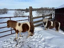 Two miniature horses for sale