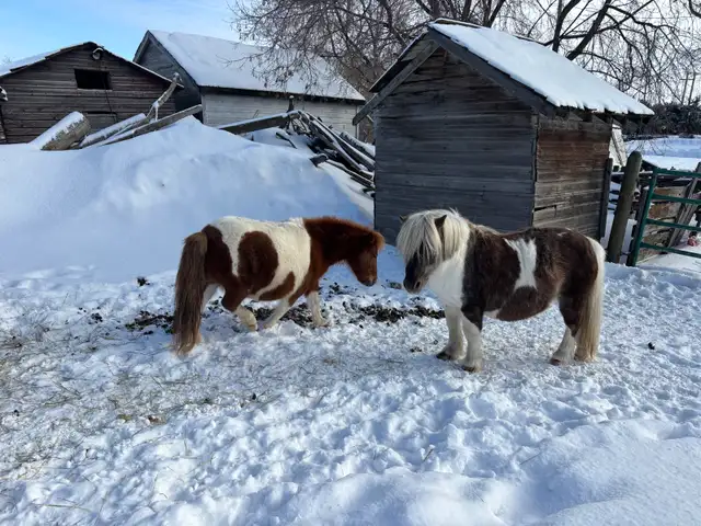 Two miniature horses for sale - Photo 2