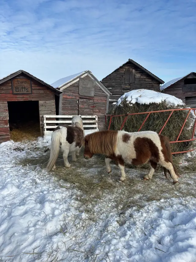 Two miniature horses for sale - Photo 3