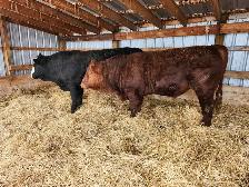 Purebred Simmental bulls for sale