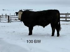 Purebred Simmental bulls for sale - Photo 2
