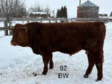 Purebred Simmental bulls for sale - Photo 3