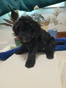 Only One Boy Left Malti-Poo