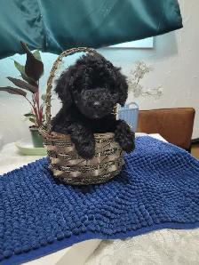 Only One Boy Left Malti-Poo - Photo 2