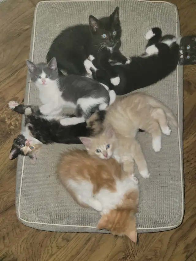 Kittens to their Forever Home